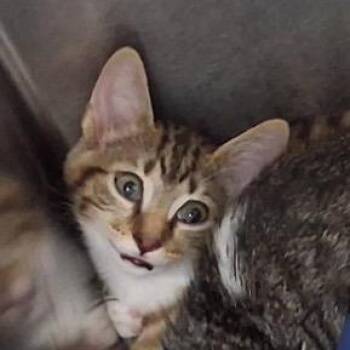 Maleficent -  Domestic Short Hair Cat Available for Adoption in Lake Panasoffkee, Florida - Maleficent | PetCurious