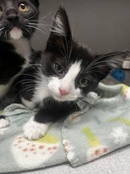Yelena Belova -  Domestic Short Hair Cat for Adoption in Sacramento, California - Yelena Belova | PetCurious