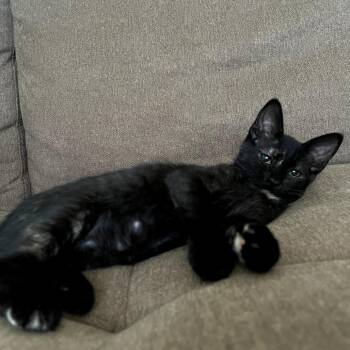 Paola -  Domestic Short Hair Cat for Adoption in Yuma, Arizona - Paola | PetCurious