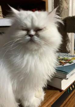 Rescue Persian Cats for Adoption in Wolcott, Connecticut - Sandy | PetCurious