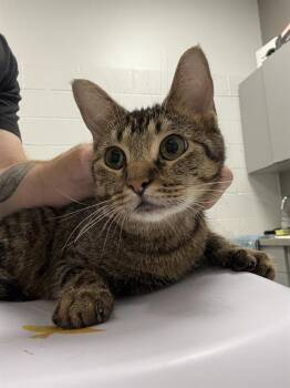 GNAT -  Domestic Short Hair Cat for Adoption in Indianapolis, Indiana - GNAT | PetCurious