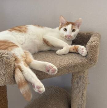 Tabby and Domestic Short Hair Cats Available for Adoption - Spice | PetCurious