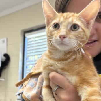 Meatball -  Domestic Short Hair Cat for Adoption in Elberon, Virginia - Meatball | PetCurious