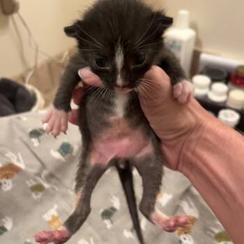 Spooky 2552 -  Domestic Short Hair Cat for Adoption in Hamilton, Georgia - Spooky 2552 | PetCurious