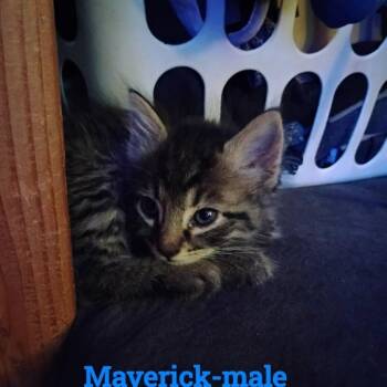Maverick -  Domestic Short Hair Cat for Adoption in New Tazewell, Tennessee - Maverick | PetCurious