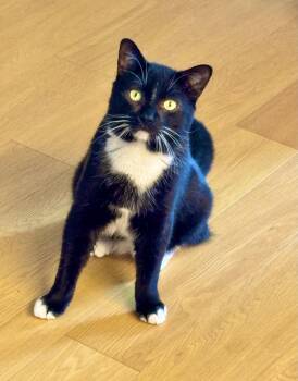 Catsby! -  Domestic Short Hair Cat for Adoption - Catsby! | PetCurious