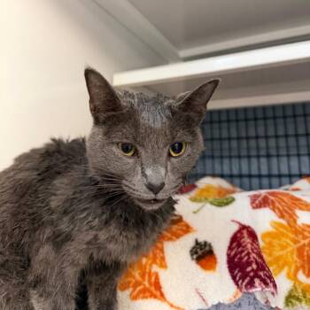 Jane -  Domestic Short Hair Cat for Adoption in Ruckersville, Virginia - Jane | PetCurious