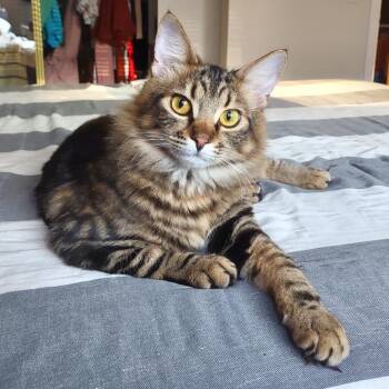 Soba -  Domestic Medium Hair and Domestic Short Hair Cat for Adoption in Woodinville, Washington - Soba | PetCurious