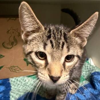 Buck -  Domestic Short Hair Cat for Adoption in Fairport, New York - Buck | PetCurious