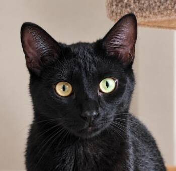 Batman -  Domestic Short Hair Cat for Adoption in Fresno, California - Batman | PetCurious