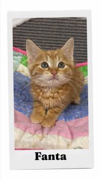 Fanta -  Domestic Short Hair Cat for Adoption in Caistor Centre, Ontario - Fanta | PetCurious