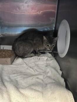 Domestic Medium Hair Cats Available for Adoption in El Paso, Texas - Tess | PetCurious