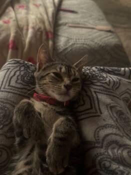 Abe -  Domestic Short Hair Cat for Adoption in Port Jervis, New York - Abe | PetCurious