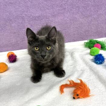 Dusk -  Domestic Medium Hair Cat for Adoption in Long Beach, California - Dusk | PetCurious