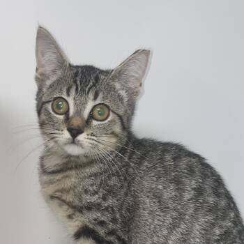 Rescue Domestic Short Hair Cats for Adoption in Hattiesburg, Mississippi - Taffy | PetCurious