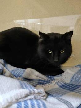 Domestic Short Hair Cats Available for Adoption - Newt | PetCurious