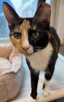 Domestic Short Hair Cats Available for Adoption in Fernandina Beach, Florida - Dallas  | PetCurious