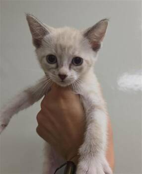 MUMMY -  Domestic Short Hair Cat for Adoption in Ontario, California - MUMMY | PetCurious