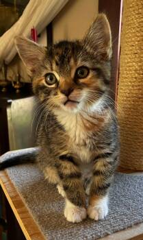 Domestic Short Hair Cats Available for Adoption in Pasco, Washington - Bella | PetCurious