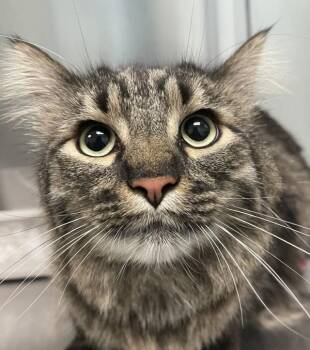 Tito -  Maine Coon Cat for Adoption in Golden, Colorado - Tito | PetCurious