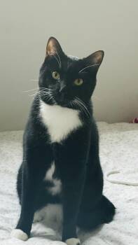 Domestic Short Hair Cats Available for Adoption - Homer INDOOR ONLY  | PetCurious
