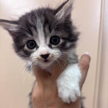 Domestic Medium Hair Cats Available for Adoption in Goleta, California - Pearl | PetCurious