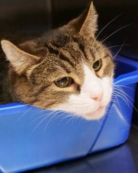 Mater (Bonded to Chevy Chase) -  Domestic Short Hair Cat for Adoption in Fishers, Indiana - Mater (Bonded To Chevy Chase) | PetCurious