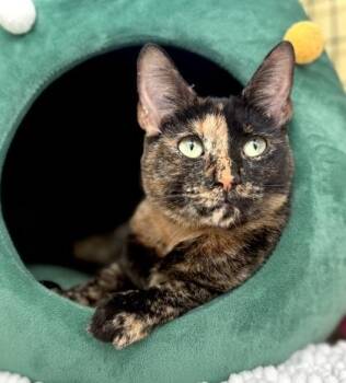 Domestic Short Hair Cats Available for Adoption - KAIRI | PetCurious