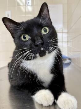 Rescue Domestic Short Hair Cats for Adoption in San Antonio, Texas - Ninja | PetCurious