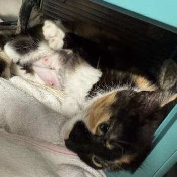 Domestic Short Hair Cats Available for Adoption in Edwardsville, Illinois - Cabaret | PetCurious