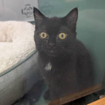 Lunar -  Domestic Short Hair Cat for Adoption in Suffolk, Virginia - Lunar | PetCurious