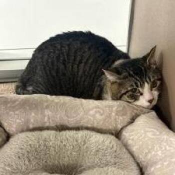 Earth -  American Shorthair Cat for Adoption in Dickinson, Texas - Earth | PetCurious