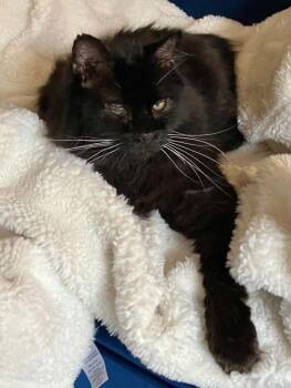 Dalek -  Domestic Long Hair Cat for Adoption in Anchorage, Alaska - Dalek | PetCurious