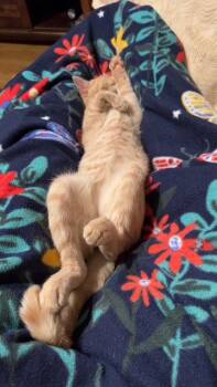 Tabby Cats Available for Adoption - Sonney (FCID# 03/16/2026 - 504) KC | PetCurious