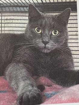 Domestic Short Hair Cats Available for Adoption in New Windsor, New York - April | PetCurious