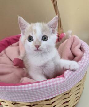 Rescue Domestic Short Hair Cats for Adoption in Park Rapids, Minnesota - Allycat | PetCurious