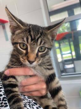 Hermes -  Domestic Short Hair Cat for Adoption in Hamilton, Ohio - Hermes | PetCurious