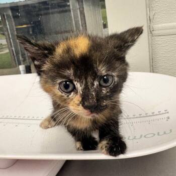 Muggly -  Domestic Short Hair Cat for Adoption in Columbiana, Alabama - Muggly | PetCurious