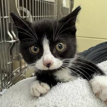 Rigel -  Domestic Short Hair Cat for Adoption in Richmond, Virginia - Rigel | PetCurious