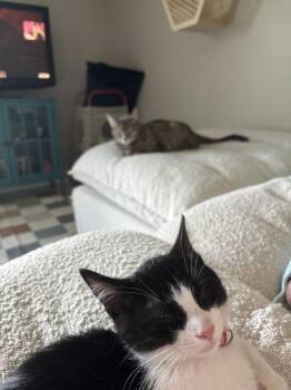 Radiohead (26-115 C) -  Domestic Short Hair Cat for Adoption in Lansing, Michigan - Radiohead (26-115 C) | PetCurious