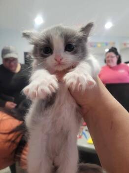Artex -  Domestic Long Hair Cat for Adoption in Republic, Missouri - Artex | PetCurious