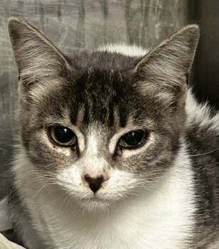 Rescue Domestic Short Hair Cats for Adoption in Spartanburg, South Carolina - Laney | PetCurious