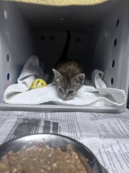 Marcella -  Domestic Short Hair Cat for Adoption in Daytona Beach, Florida - Marcella | PetCurious