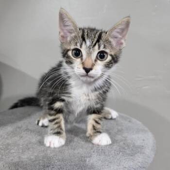 Rescue Domestic Short Hair and Tabby Cats for Adoption in Mastic, New York - Star | PetCurious