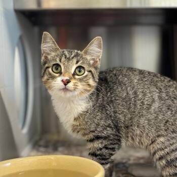 Peanut M&M -  Domestic Short Hair Cat for Adoption in Nashville, Indiana - Peanut M&M | PetCurious