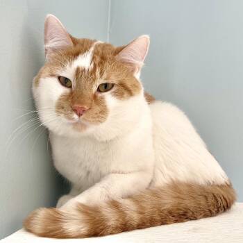 Bluemoon -  Domestic Medium Hair Cat for Adoption in Riverwoods, Illinois - Bluemoon | PetCurious