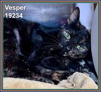 VESPER -  Domestic Short Hair and Tortoiseshell Cat for Adoption in Marietta, Georgia - VESPER | PetCurious