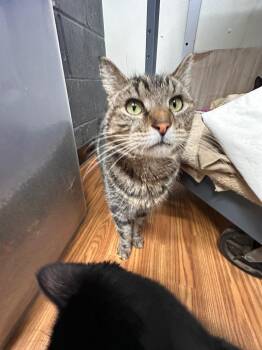 Domestic Short Hair Cats Available for Adoption - Maisie | PetCurious