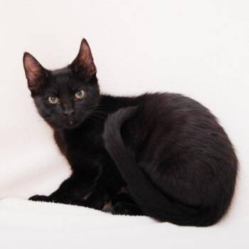 Domestic Short Hair Cats Available for Adoption - Oahu | PetCurious