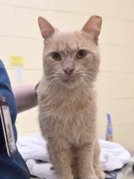 Pickletoes -  Domestic Medium Hair and Domestic Short Hair Cat for Adoption in Westland, Michigan - Pickletoes | PetCurious